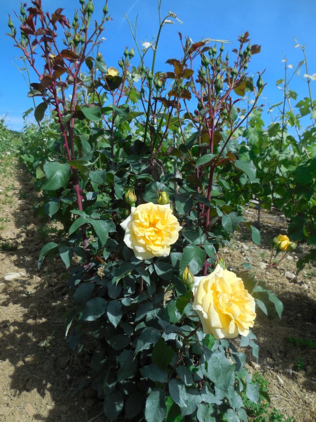 CHAMPAGNE FLEURY GILLE - Rosier sentinelle