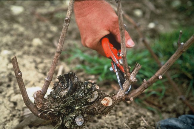 CHAMPAGNE FLEURY GILLE - La taille
