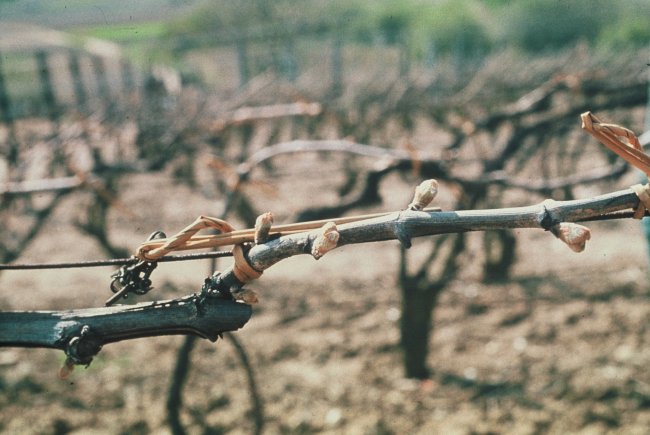CHAMPAGNE FLEURY GILLE - Le liage