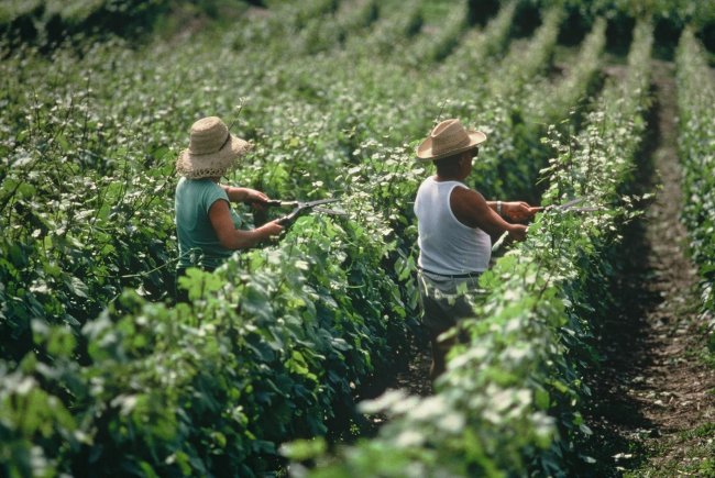 CHAMPAGNE FLEURY GILLE - Le rognage
