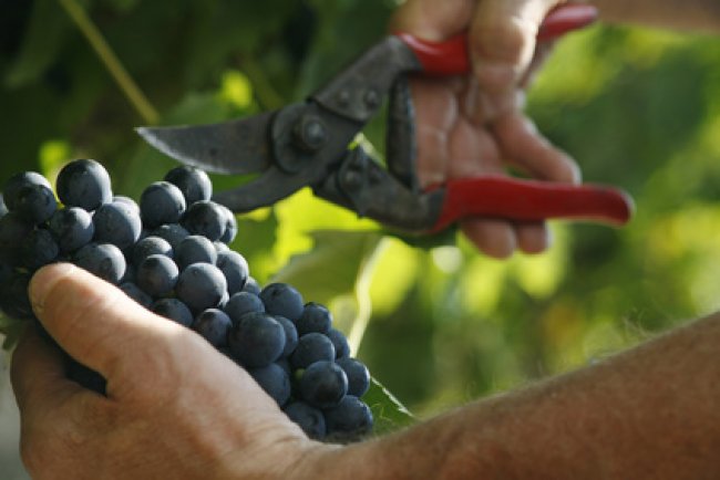 CHAMPAGNE FLEURY GILLE - Les vendanges
