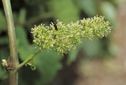  - Raisins en fleurs (juin)