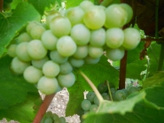  - Chardonnay