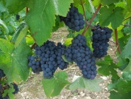  - Belles grappes de Pinot Meunier, vendanges 2015